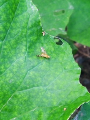 Acidia cognata