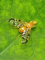 Acidia cognata