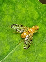 Acidia cognata