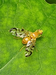 Acidia cognata