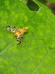 Acidia cognata