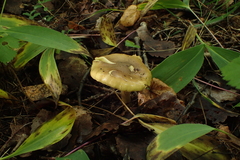 Tricholoma frondosae