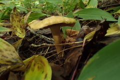 Tricholoma frondosae