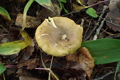 Tricholoma frondosae