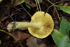 Tricholoma frondosae