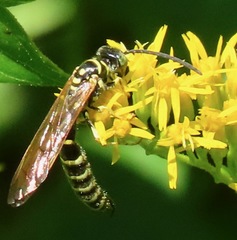 Myzinum quinquecinctum