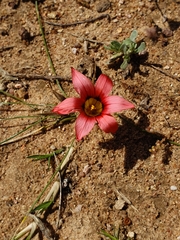 Romulea eximia