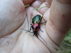 Carabus lineatus lateralis