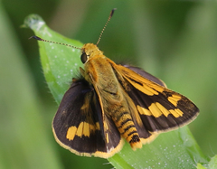 Potanthus pseudomaesa