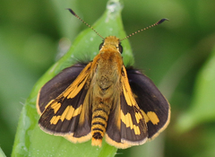 Potanthus pseudomaesa