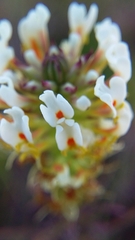 Hebenstretia robusta