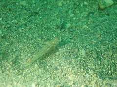 Anilocra frontalis