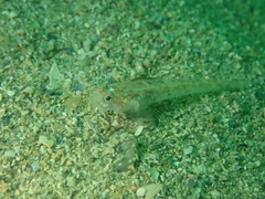 Anilocra frontalis