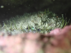 Haliotis tuberculata tuberculata