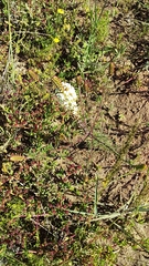 Hebenstretia robusta