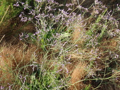 Limonium narbonense