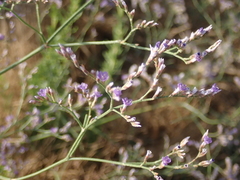 Limonium narbonense