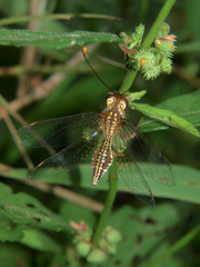Phalascusa vassei