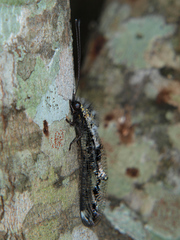 Allocormodes junodi