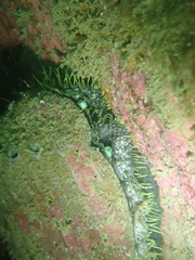 Haliotis tuberculata tuberculata