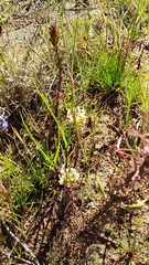 Hebenstretia robusta