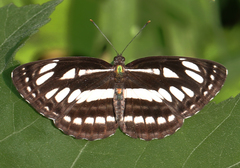 Neptis hylas varmona