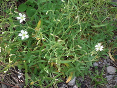 Cerastium velutinum