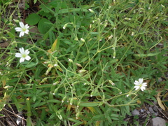 Cerastium velutinum