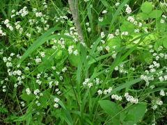 Valerianella umbilicata