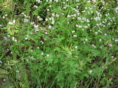 Valerianella umbilicata