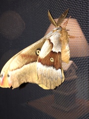 Antheraea oculea
