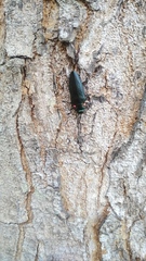 Belionota prasina