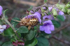 Salsa brisbanae