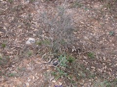 Bupleurum fruticescens