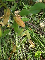 Euphorbia jenisseiensis