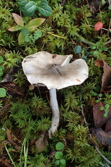 Tricholoma virgatum