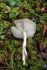 Tricholoma virgatum