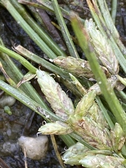 Cyperus bipartitus