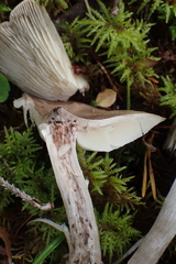Tricholoma virgatum