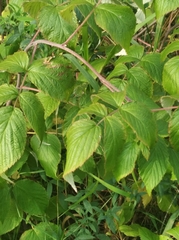 Rubus idaeus