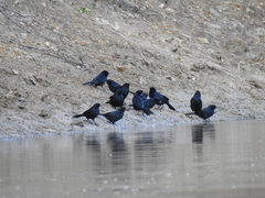 Lampropsar tanagrinus