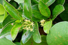 Parsonsia alboflavescens