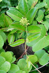 Parsonsia alboflavescens