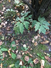 Heracleum sosnowskyi