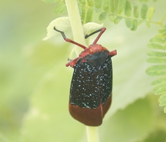Kalidasa lanata