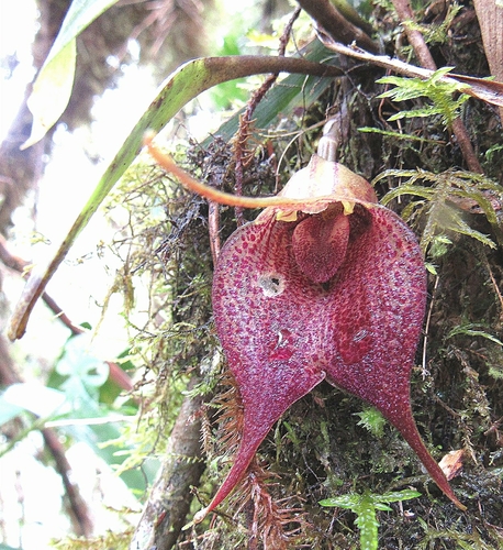 Masdevallia angulata