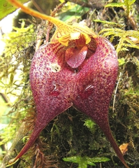 Masdevallia angulata