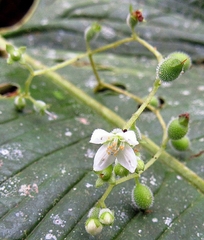 Klaprothia mentzelioides