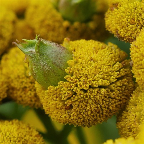 Tansy Flask Gall, photo 2 of 10