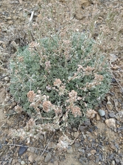 Artemisia glomerata